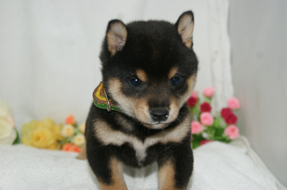 宮城県ペットショップ/ペットショップ鈴花　子犬情報／柴犬