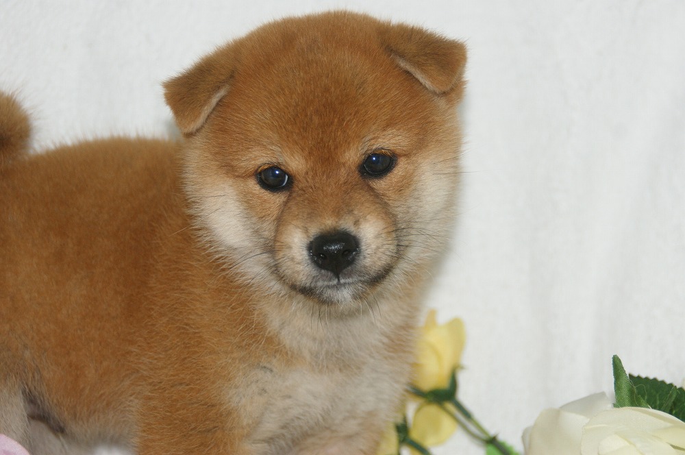 宮城県ペットショップ/ペットショップ鈴花／柴犬子犬