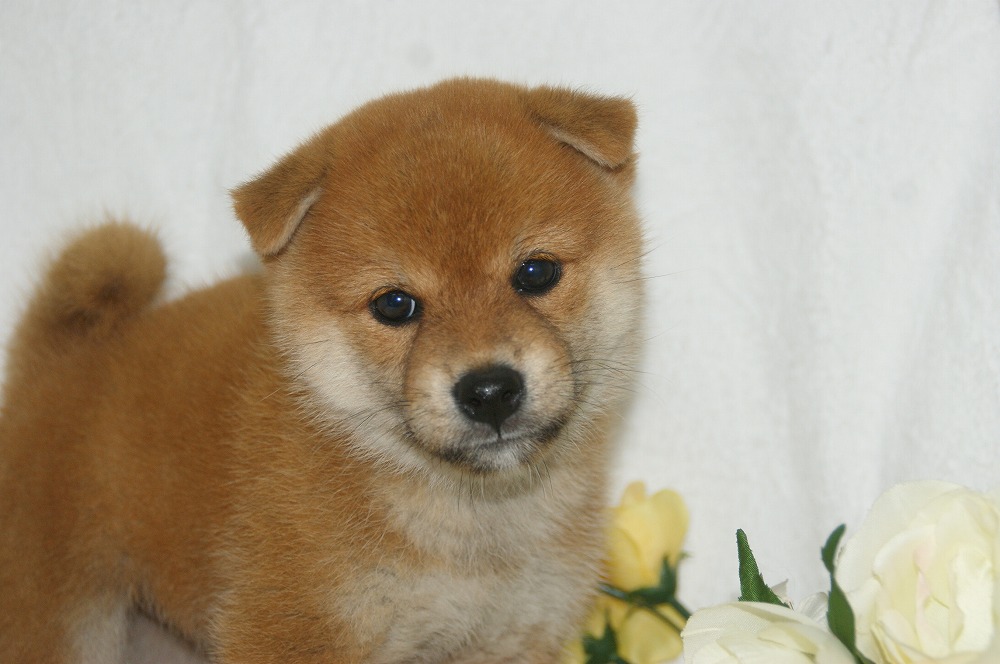 宮城県ペットショップ/ペットショップ鈴花　子犬情報／柴犬