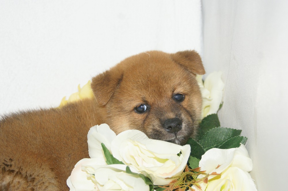 宮城県ペットショップ/ペットショップ鈴花　子犬情報／柴犬