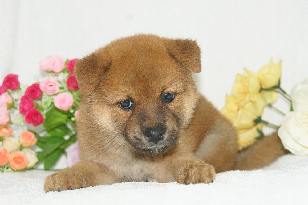 宮城県ペットショップ/ペットショップ鈴花　子犬情報／柴犬