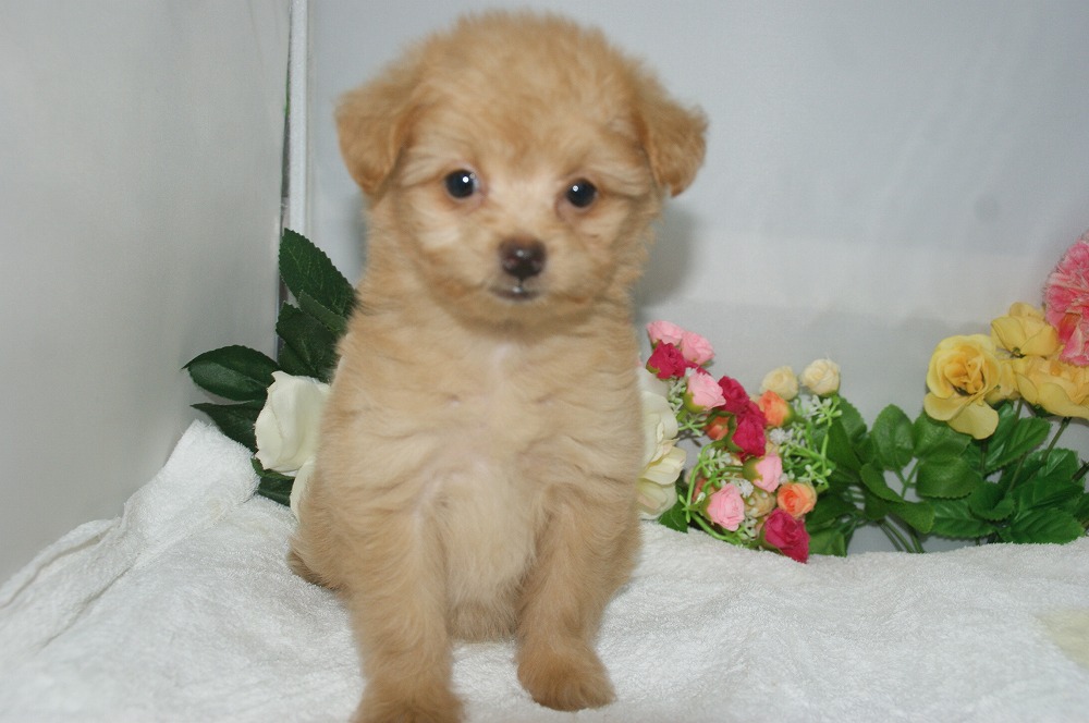 宮城県ペットショップ/ペットショップ鈴花　子犬情報／ハーフ犬