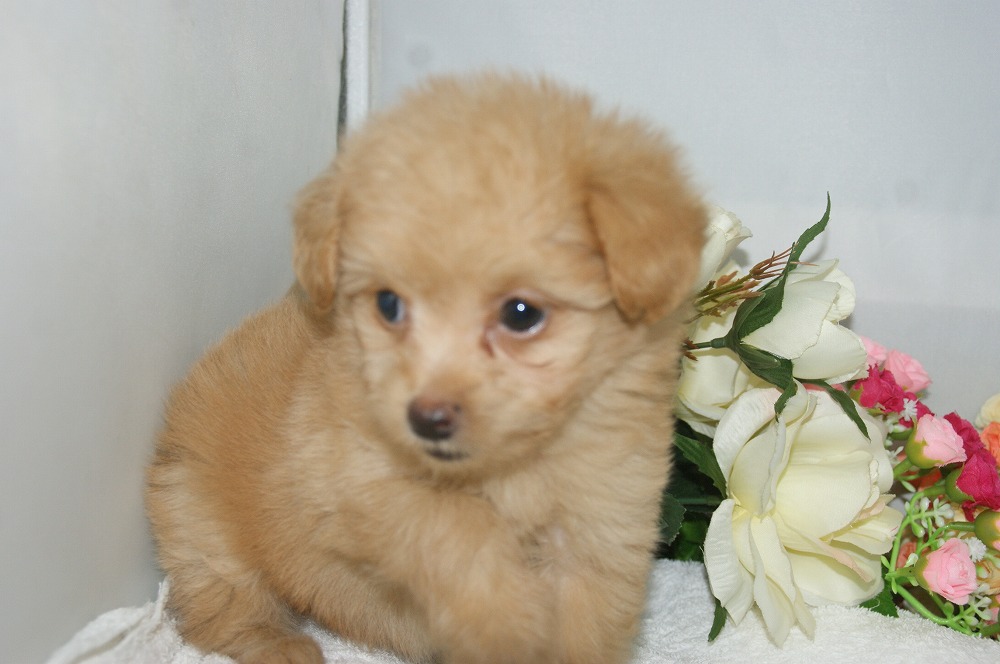 宮城県ペットショップ/ペットショップ鈴花　子犬情報／ハーフ犬