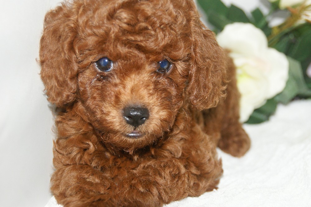 宮城県ペットショップ/ペットショップ鈴花　子犬情報／トイプードル