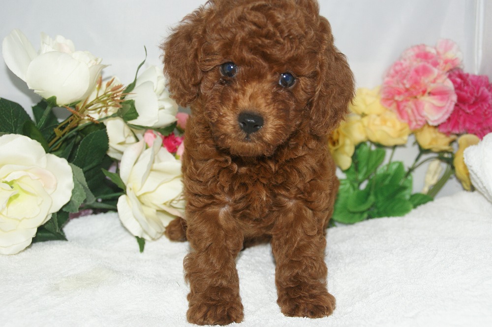 宮城県ペットショップ/ペットショップ鈴花　子犬情報／トイプードル