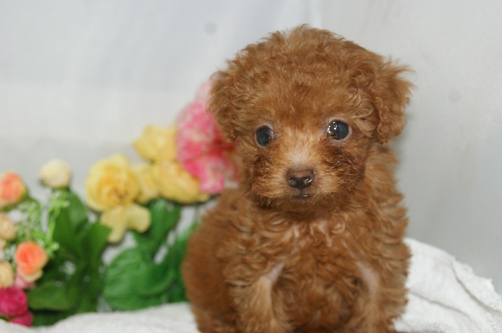 宮城県ペットショップ/ペットショップ鈴花　子犬情報／トイプードル