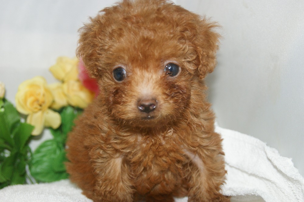 宮城県ペットショップ/ペットショップ鈴花　子犬情報／トイプードル