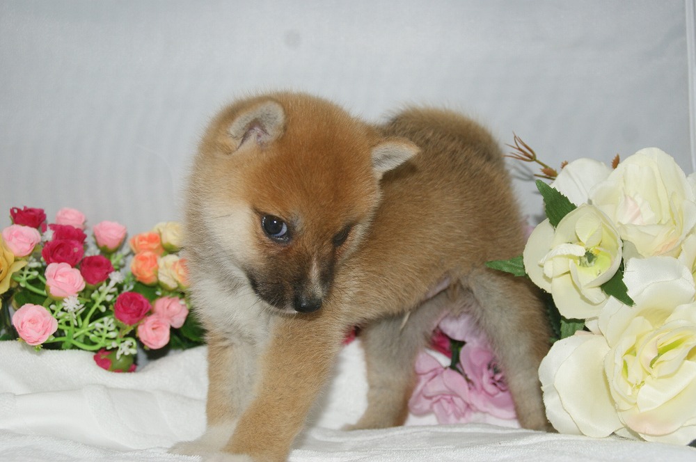 宮城県ペットショップ/ペットショップ鈴花　子犬情報／豆柴