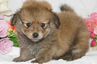 宮城県ペットショップ/ペットショップ鈴花　子犬情報／ハーフ犬