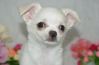 宮城県ペットショップ/ペットショップ鈴花　子犬情報／ロング・チワワ