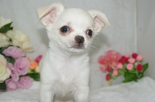 宮城県ペットショップ/ペットショップ鈴花　子犬情報／ロング・チワワ