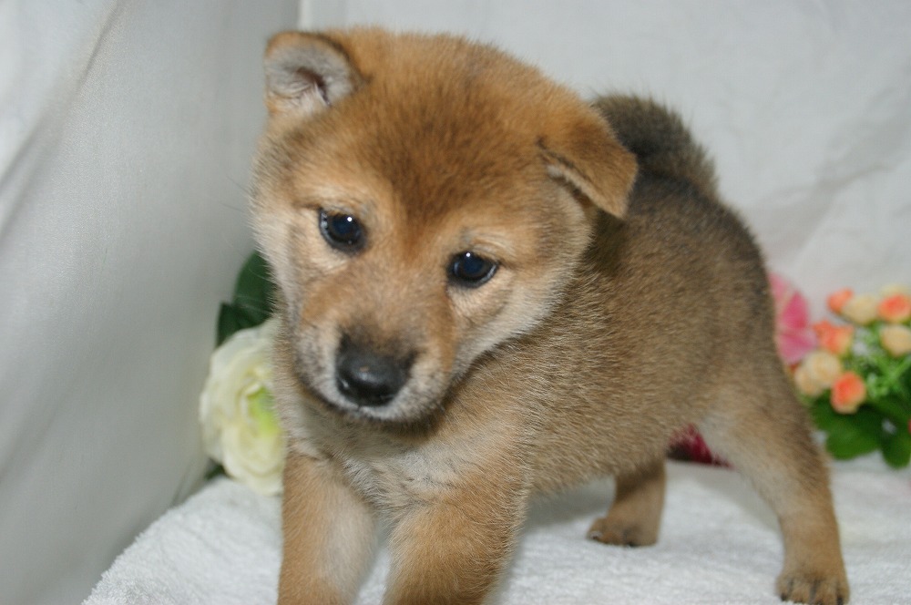 宮城県ペットショップ/ペットショップ鈴花　子犬情報／柴犬