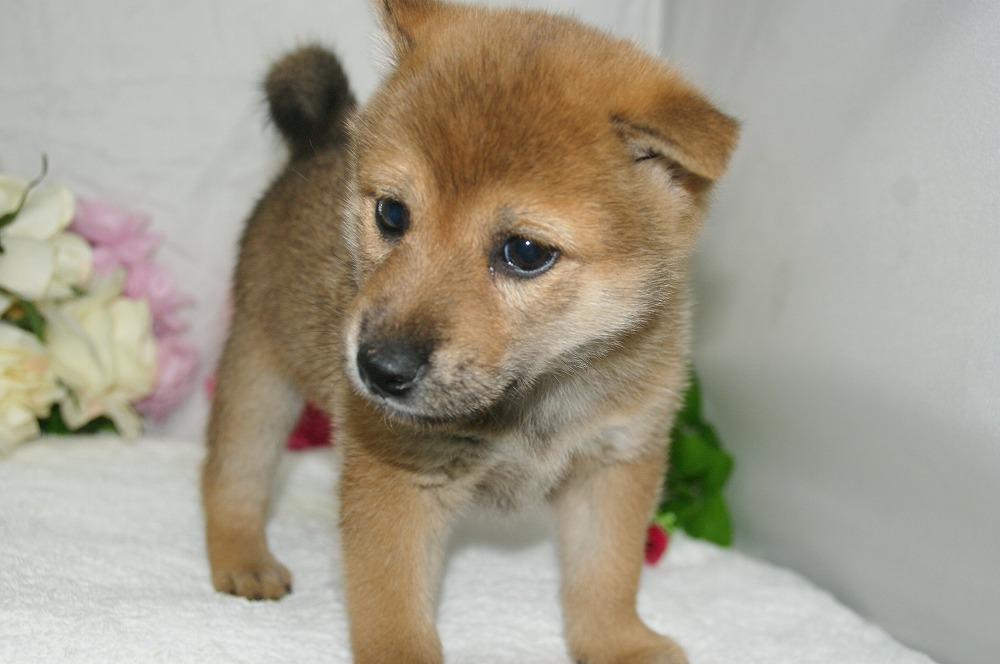 宮城県ペットショップ/ペットショップ鈴花　子犬情報／柴犬