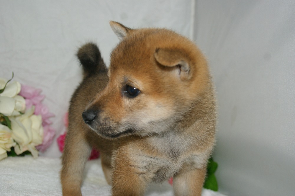 宮城県ペットショップ/ペットショップ鈴花　子犬情報／柴犬