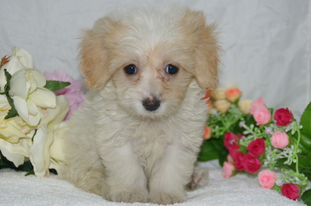 宮城県ペットショップ/ペットショップ鈴花　子犬情報／ハーフ犬