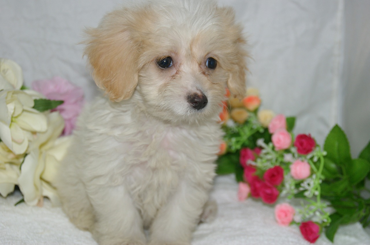 宮城県ペットショップ/ペットショップ鈴花　子犬情報／ハーフ犬