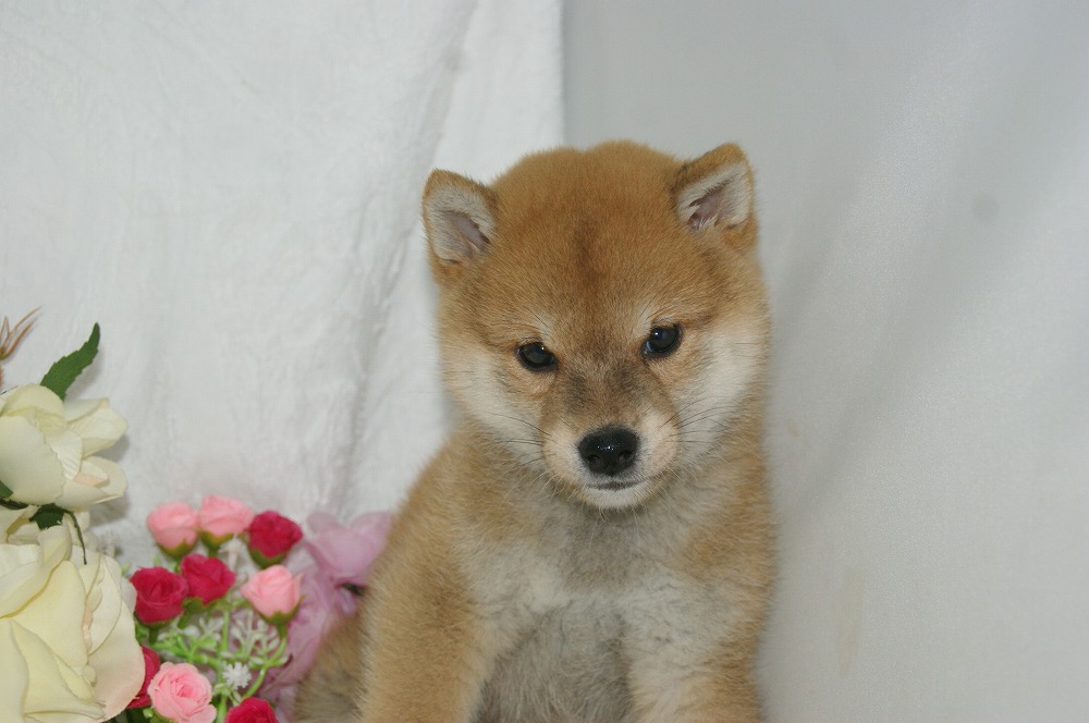 宮城県ペットショップ/ペットショップ鈴花　子犬情報／柴犬