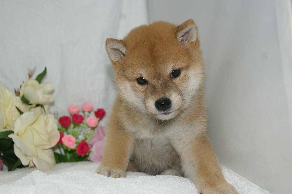 宮城県ペットショップ/ペットショップ鈴花　子犬情報／柴犬