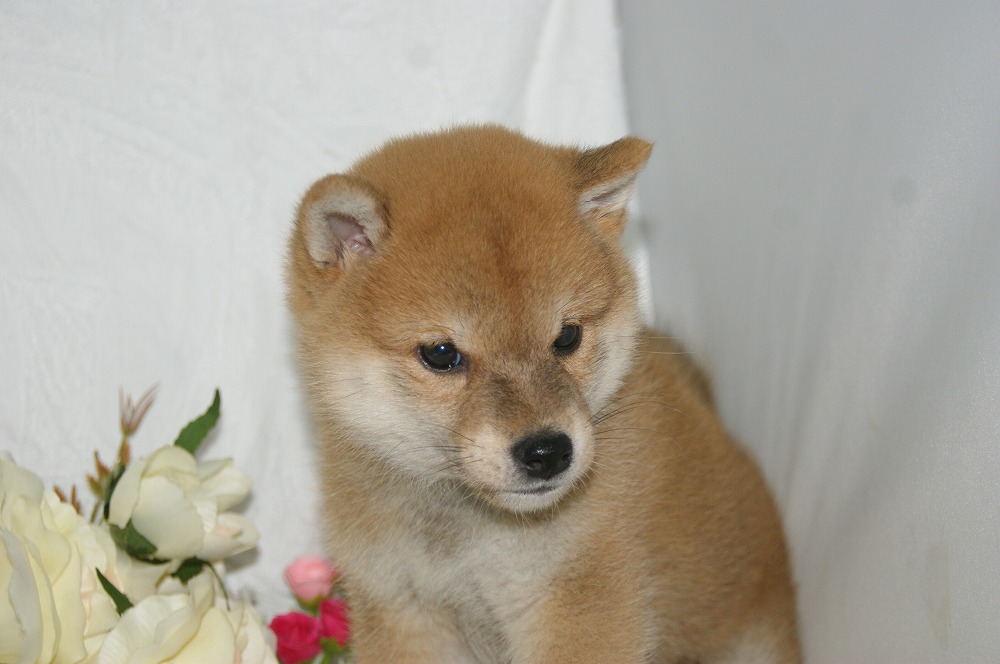 宮城県ペットショップ/ペットショップ鈴花　子犬情報／柴犬