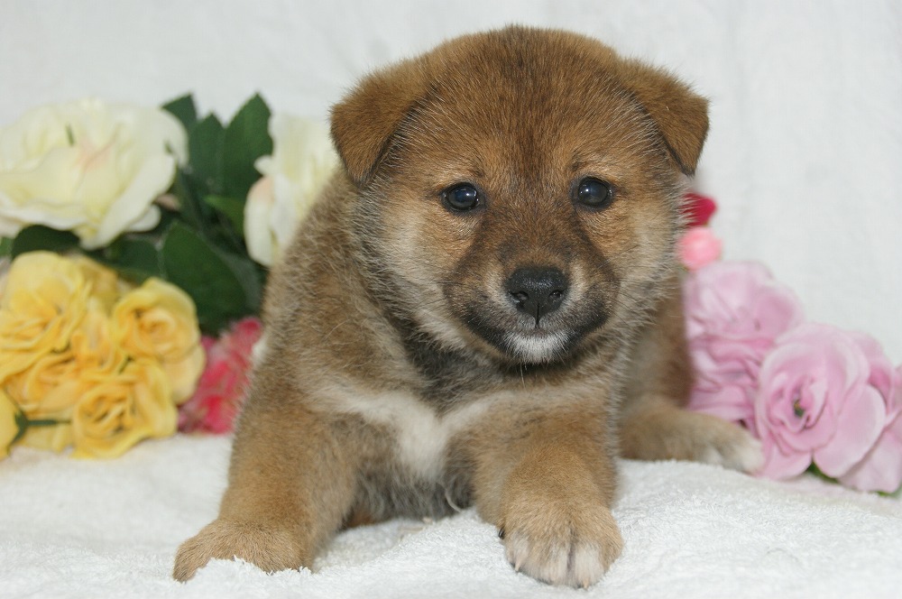 宮城県ペットショップ/ペットショップ鈴花　子犬情報／柴犬