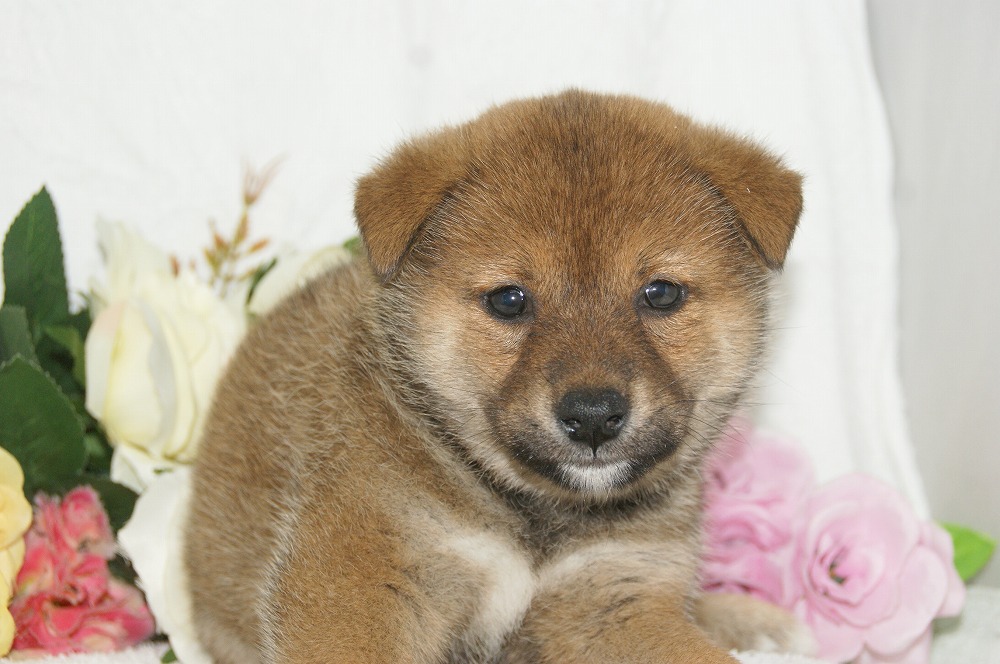 宮城県ペットショップ/ペットショップ鈴花　子犬情報／柴犬