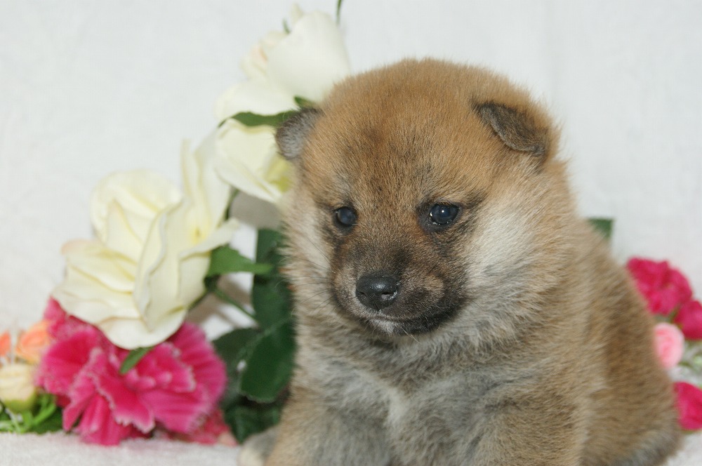 宮城県ペットショップ/ペットショップ鈴花　子犬情報／柴犬