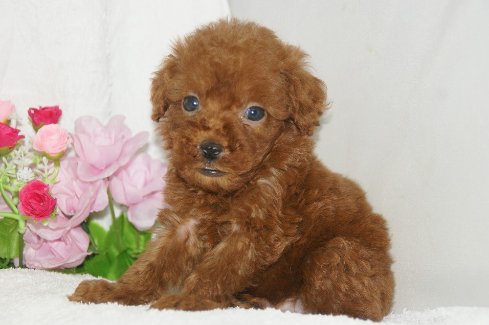 宮城県ペットショップ/ペットショップ鈴花　子犬情報／