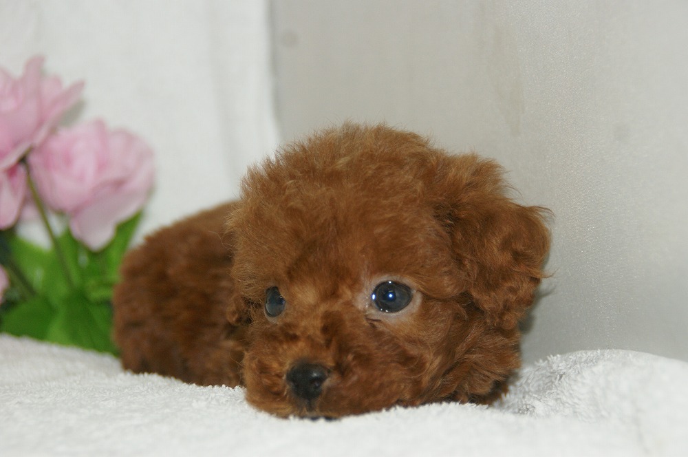 宮城県ペットショップ/ペットショップ鈴花　子犬情報／トイプードル