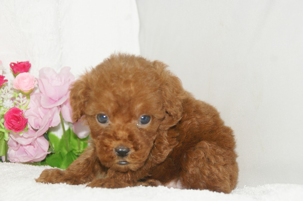 宮城県ペットショップ/ペットショップ鈴花　子犬情報／トイプードル