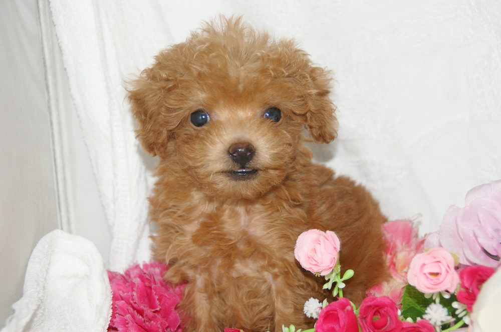 宮城県ペットショップ/ペットショップ鈴花　子犬情報／