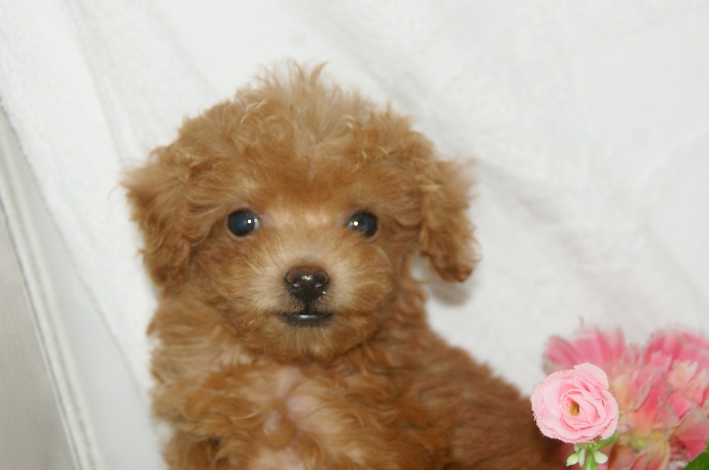 宮城県ペットショップ/ペットショップ鈴花　子犬情報／トイプードル