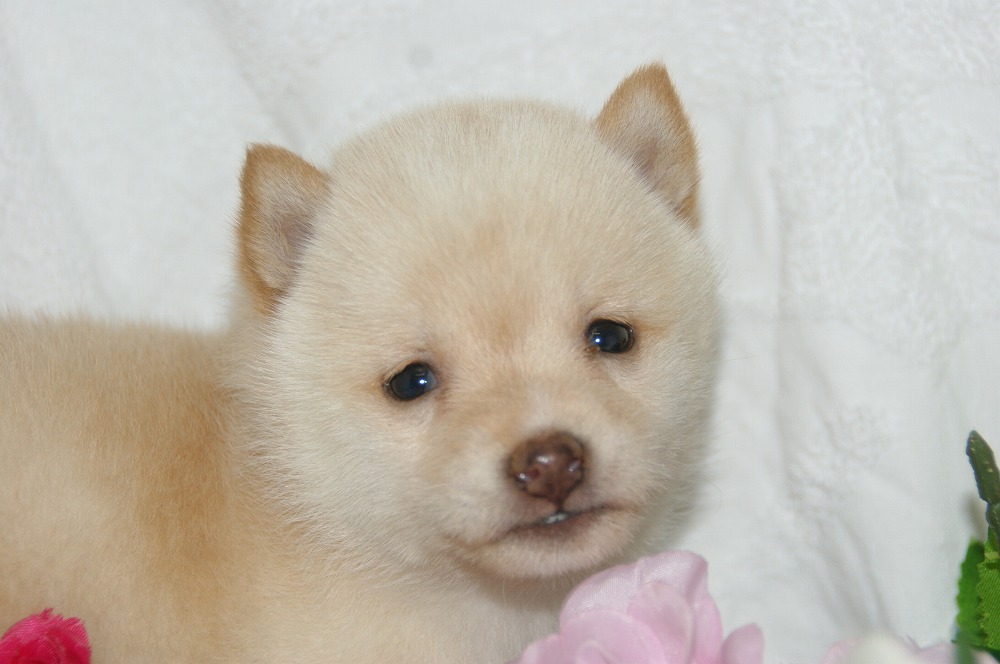 宮城県ペットショップ/ペットショップ鈴花　子犬情報／豆柴
