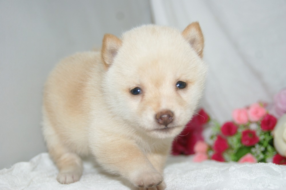 宮城県ペットショップ/ペットショップ鈴花　子犬情報／豆柴