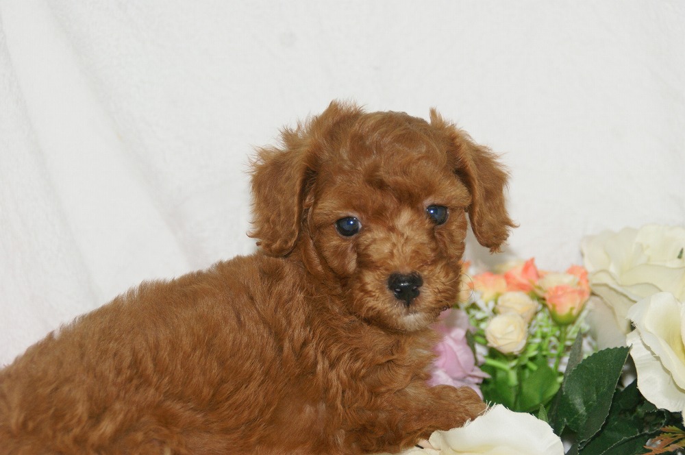 宮城県ペットショップ/ペットショップ鈴花　子犬情報／