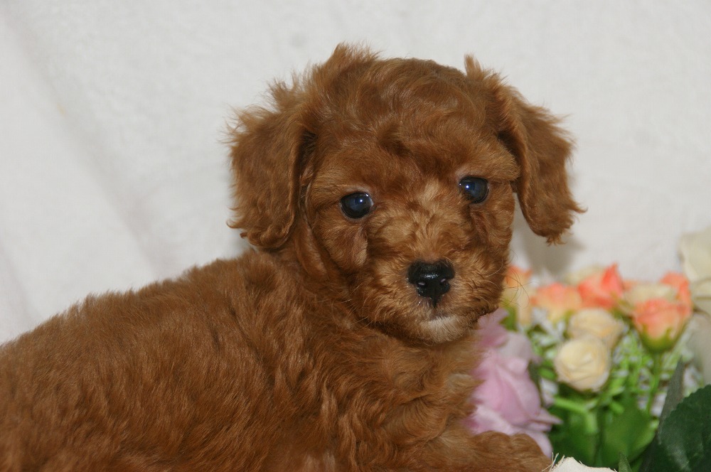 宮城県ペットショップ/ペットショップ鈴花　子犬情報／トイプードル