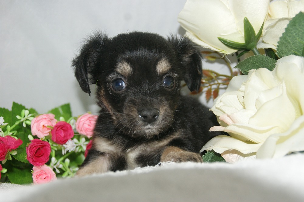 宮城県ペットショップ/ペットショップ鈴花　子犬情報／ハーフ犬