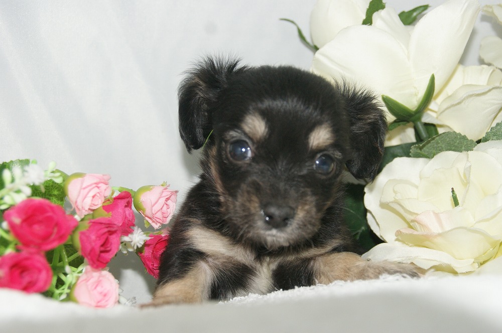 宮城県ペットショップ/ペットショップ鈴花　子犬情報／ハーフ犬