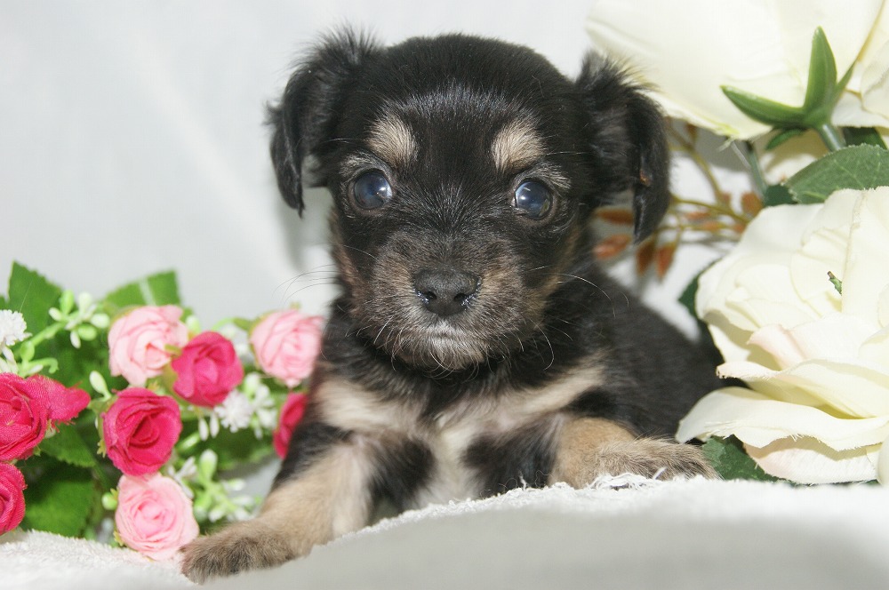 宮城県ペットショップ/ペットショップ鈴花　子犬情報／ハーフ犬