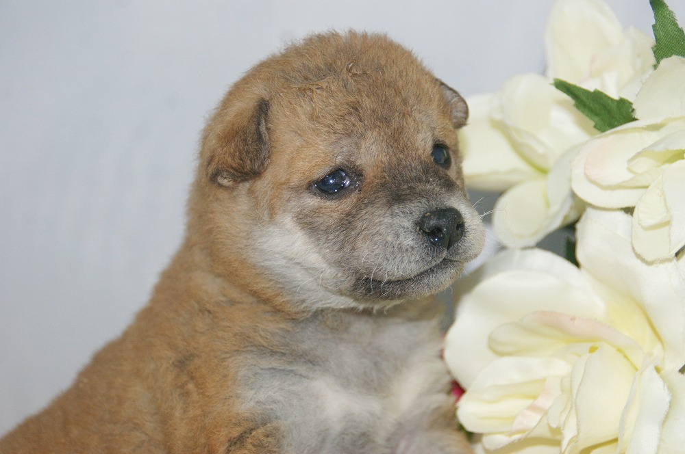 宮城県ペットショップ/ペットショップ鈴花　子犬情報／柴犬