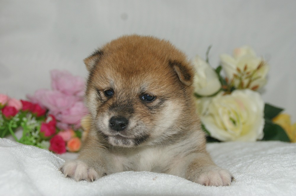 宮城県ペットショップ/ペットショップ鈴花　子犬情報／豆柴