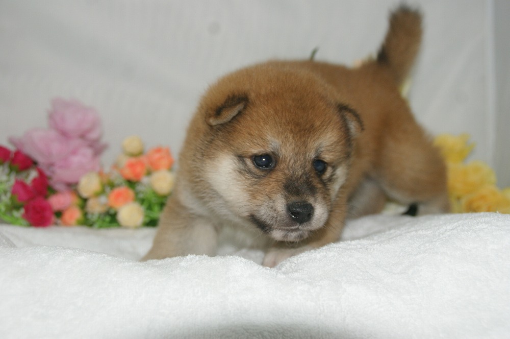 宮城県ペットショップ/ペットショップ鈴花　子犬情報／豆柴