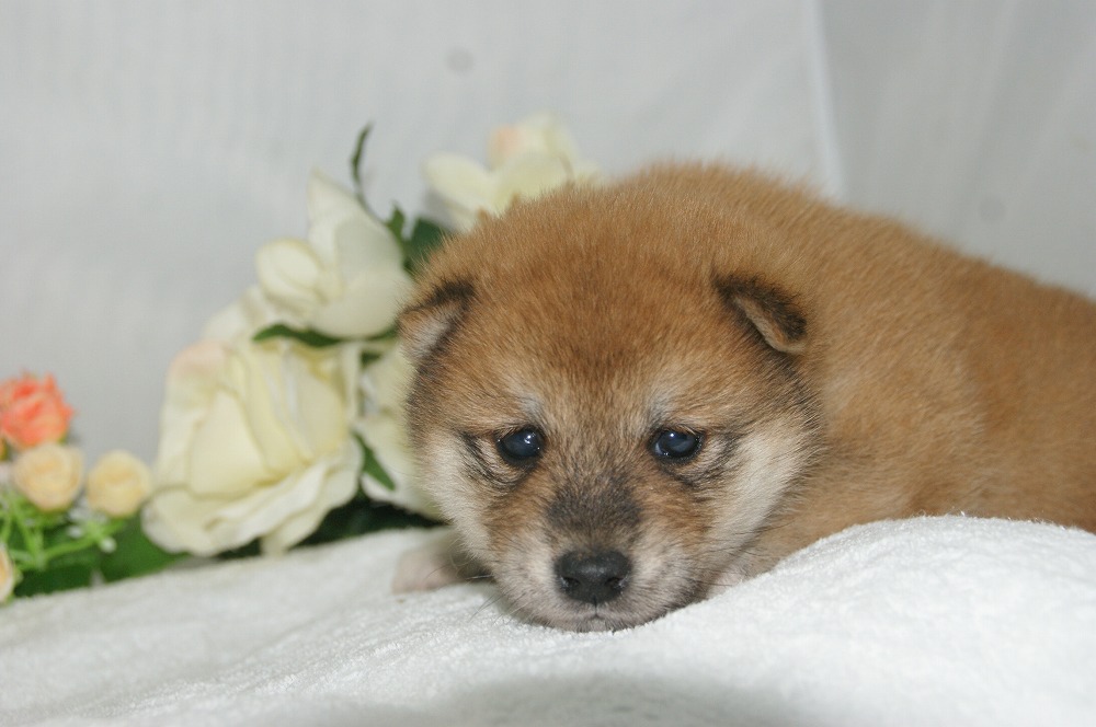 宮城県ペットショップ/ペットショップ鈴花　子犬情報／豆柴