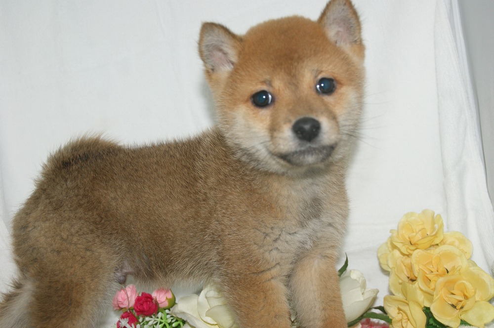 宮城県ペットショップ/ペットショップ鈴花　子犬情報／柴犬