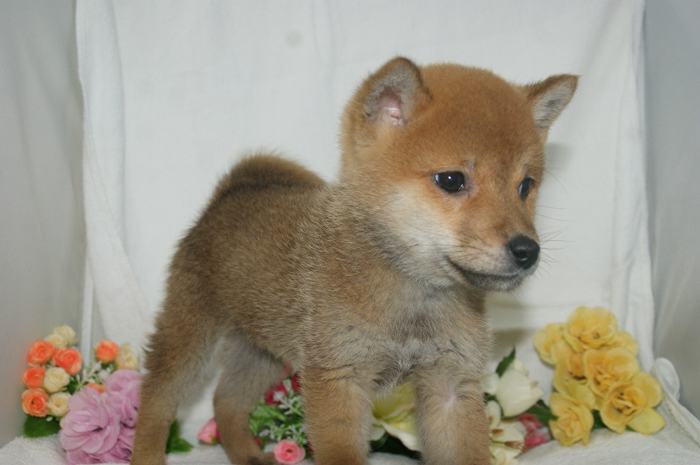 宮城県ペットショップ/ペットショップ鈴花　子犬情報／柴犬