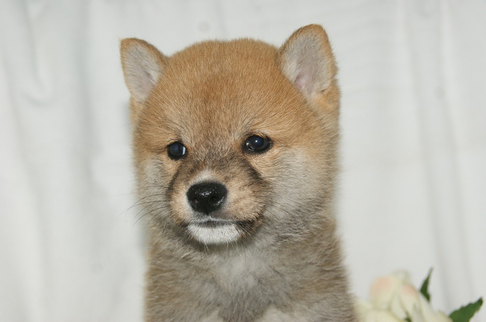 宮城県ペットショップ/ペットショップ鈴花　子犬情報／豆柴