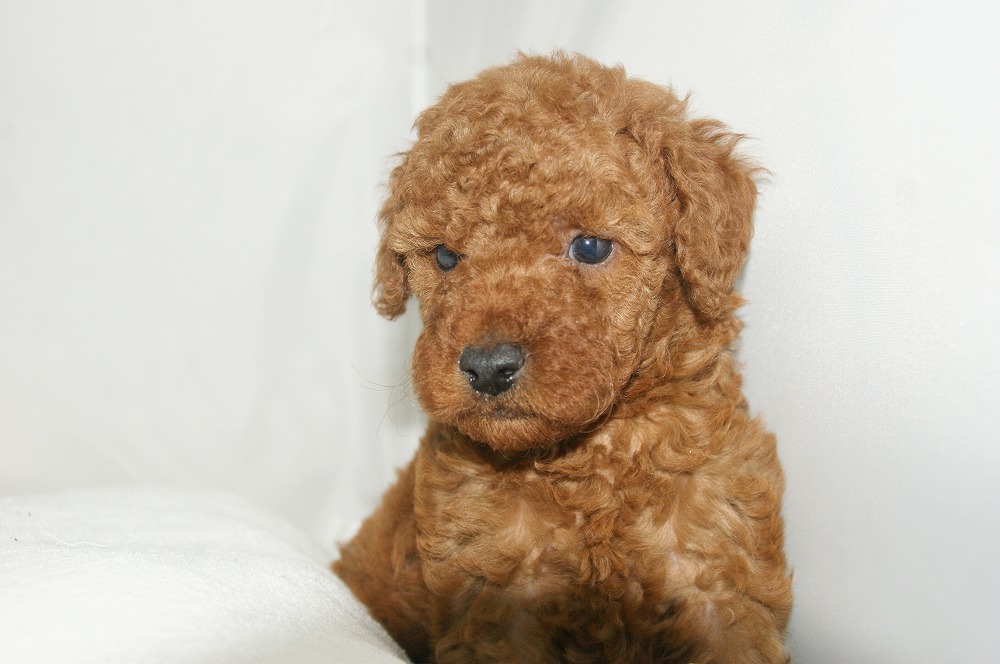 宮城県ペットショップ/ペットショップ鈴花　子犬情報／トイプードル