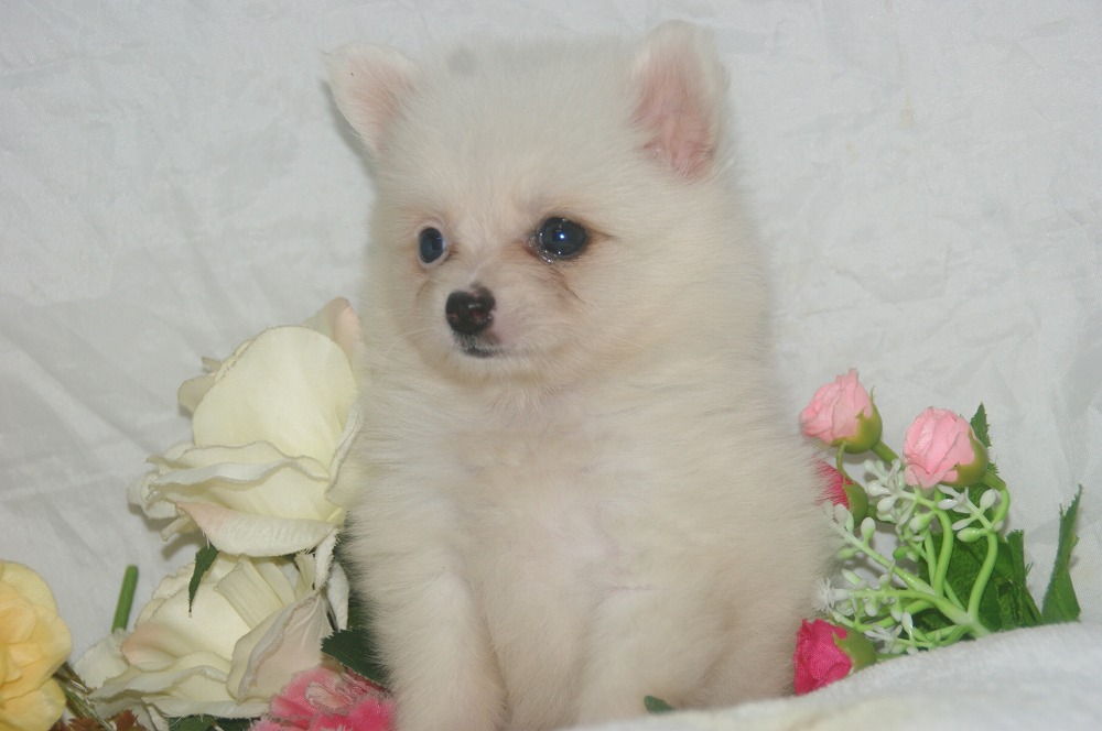 宮城県ペットショップ/ペットショップ鈴花　子犬情報／ハーフ犬