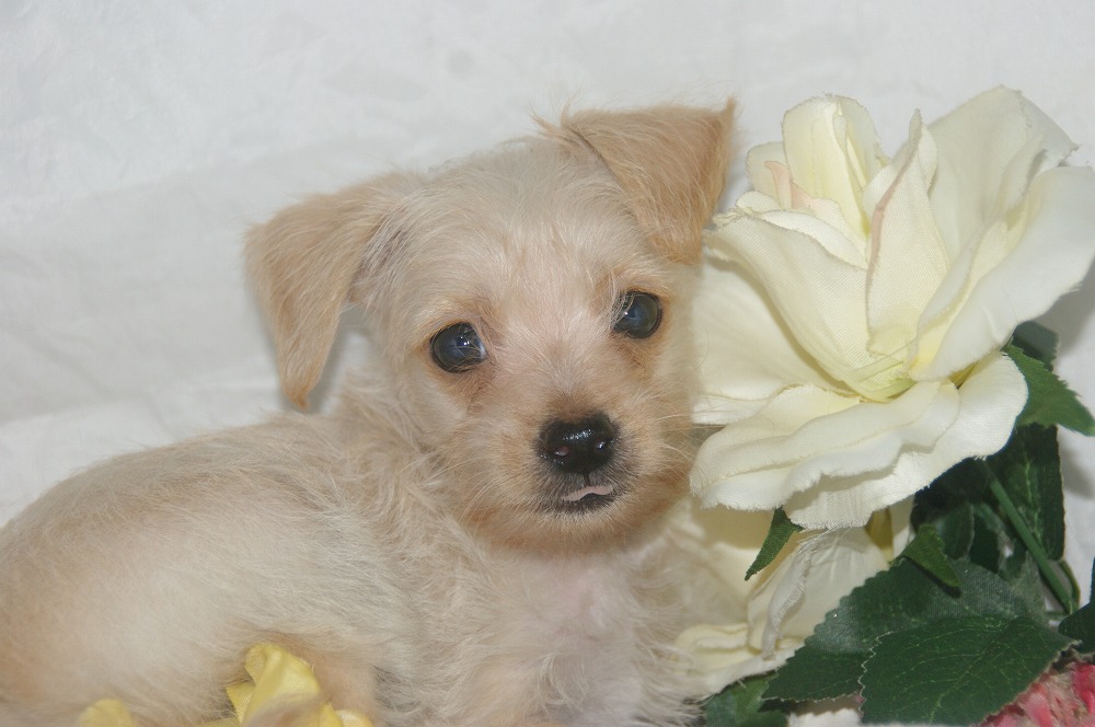 宮城県ペットショップ/ペットショップ鈴花　子犬情報／ハーフ犬