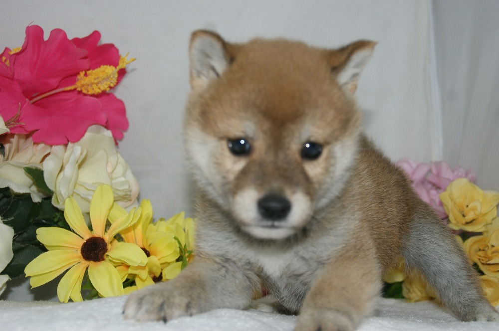 宮城県ペットショップ/ペットショップ鈴花　子犬情報／豆柴