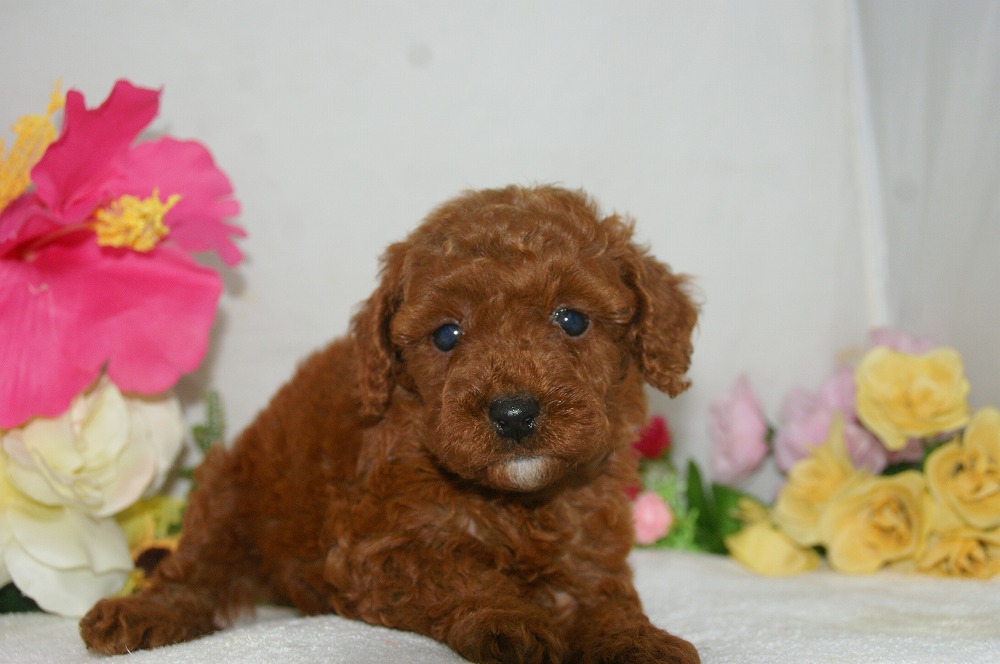 宮城県ペットショップ/ペットショップ鈴花　子犬情報／